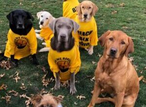 Lee County Offering Free Microchipping - Beach Talk Radio News