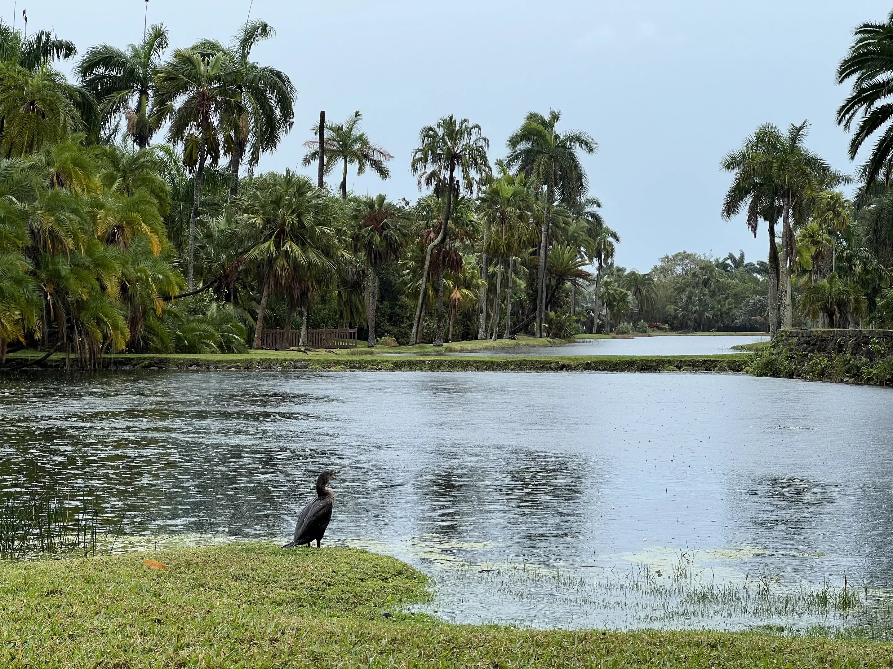 Photo of a lake surrounded by trees and palms. A cormorant sits in front of the lake in the foreground