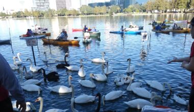 Taking Flight Saturday - Lake Eola Park’s Annual Swan Round-Up – WDBO