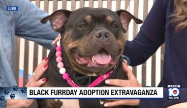 Humane Society of Broward celebrates ‘Black Furrday’ with pet adoption deals
