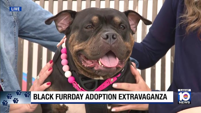 Humane Society of Broward celebrates ‘Black Furrday’ with pet adoption deals
