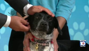 Humane Society of Broward highlights 2 ‘Birdies’ after Black Furrday adoption event