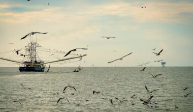 Study finds offshore wind areas in the Gulf pose minimal impact to shrimping grounds