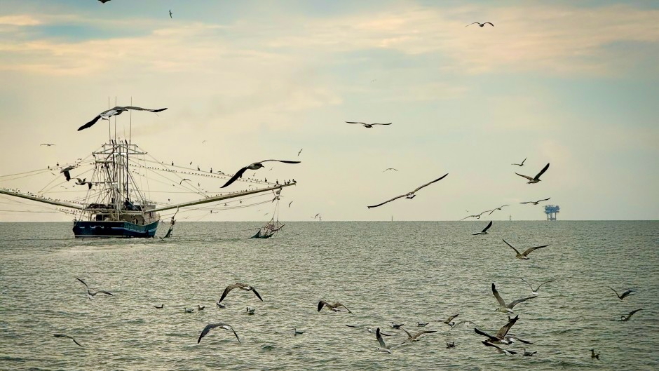 Study finds offshore wind areas in the Gulf pose minimal impact to shrimping grounds