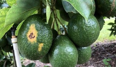 Sunblotch disease resurfaces, threatening South Florida avocado trees and backyard growers