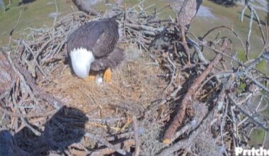 North Fort Myers eagle pair have egg confirmed at Bayshore nest