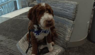 Meet Fletcher: The furry new ‘staff member’ changing lives at AdventHealth Tampa