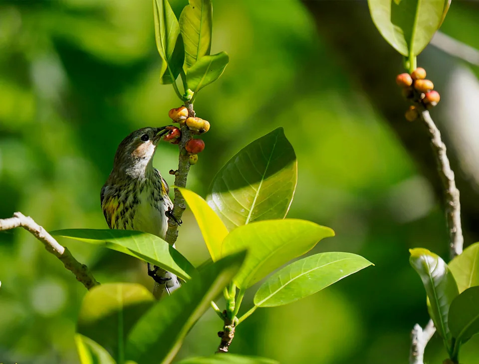 Taken at the CREW Bird Rookery with an OM System OM-1 mk2 and a 150-400mm Pro zoom.