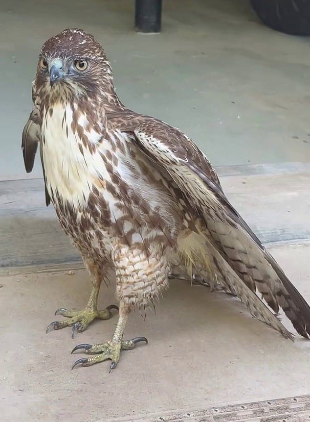 He then became very amused in a later video where he found a wild bird in his garage