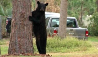 (Spectrum News file)