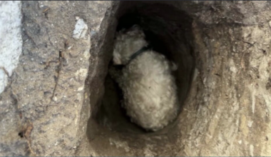 Trapped elderly dog found by good Samaritan after wandering from Florida home - WSVN 7News | Miami News, Weather, Sports