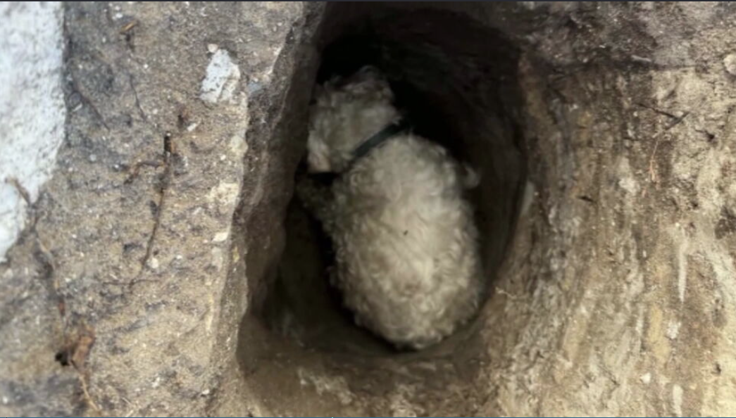 Trapped elderly dog found by good Samaritan after wandering from Florida home - WSVN 7News | Miami News, Weather, Sports