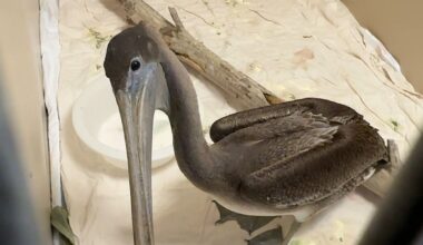An injured pelican being treated at Florida Wildlife Hospital. (Spectrum News/Greg Pallone)