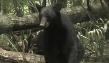 Florida’s first black bear hunt in nearly a decade ends