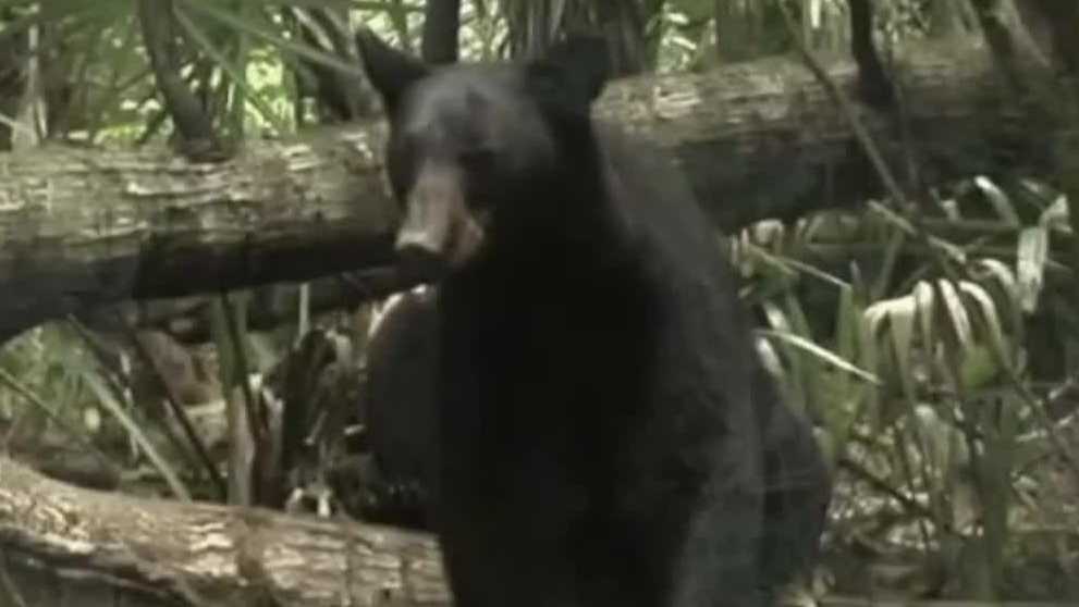 Florida’s first black bear hunt in nearly a decade ends