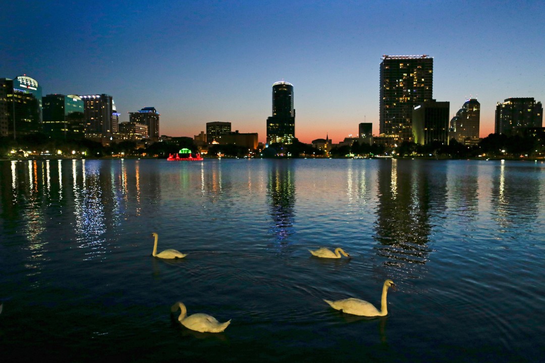 A Dozen Iconic Swans Die at Orlando Lake