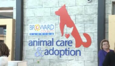 Broward Animal Care launches ‘Holiday Hope’ event with free dog and cat adoptions - WSVN 7News | Miami News, Weather, Sports
