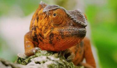 Exotic lizards have infested this neighborhood near Orlando. Here’s why that’s a problem