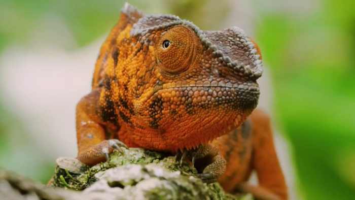 Exotic lizards have infested this neighborhood near Orlando. Here’s why that’s a problem