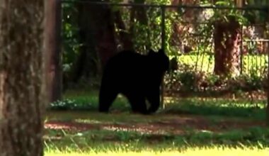 Florida bear hunt begins amid controversy and protests