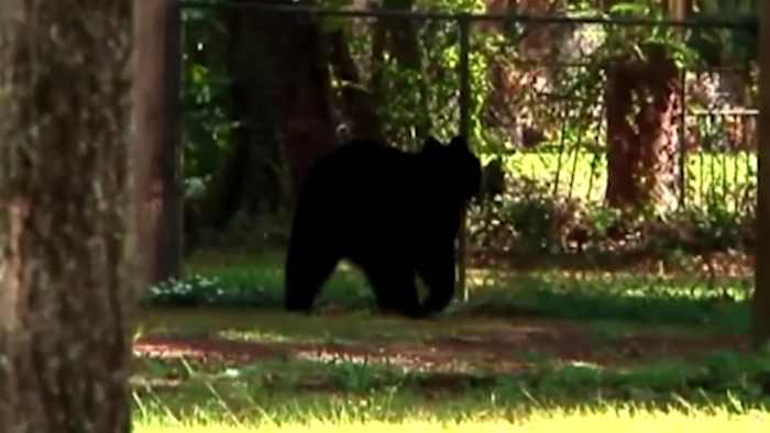 Florida bear hunt begins amid controversy and protests