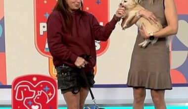 Passion 4 Pets 🐶💞🐾 Meet Yoshi!