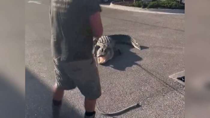Florida deputies help wrangle 10-foot alligator at 7-Eleven