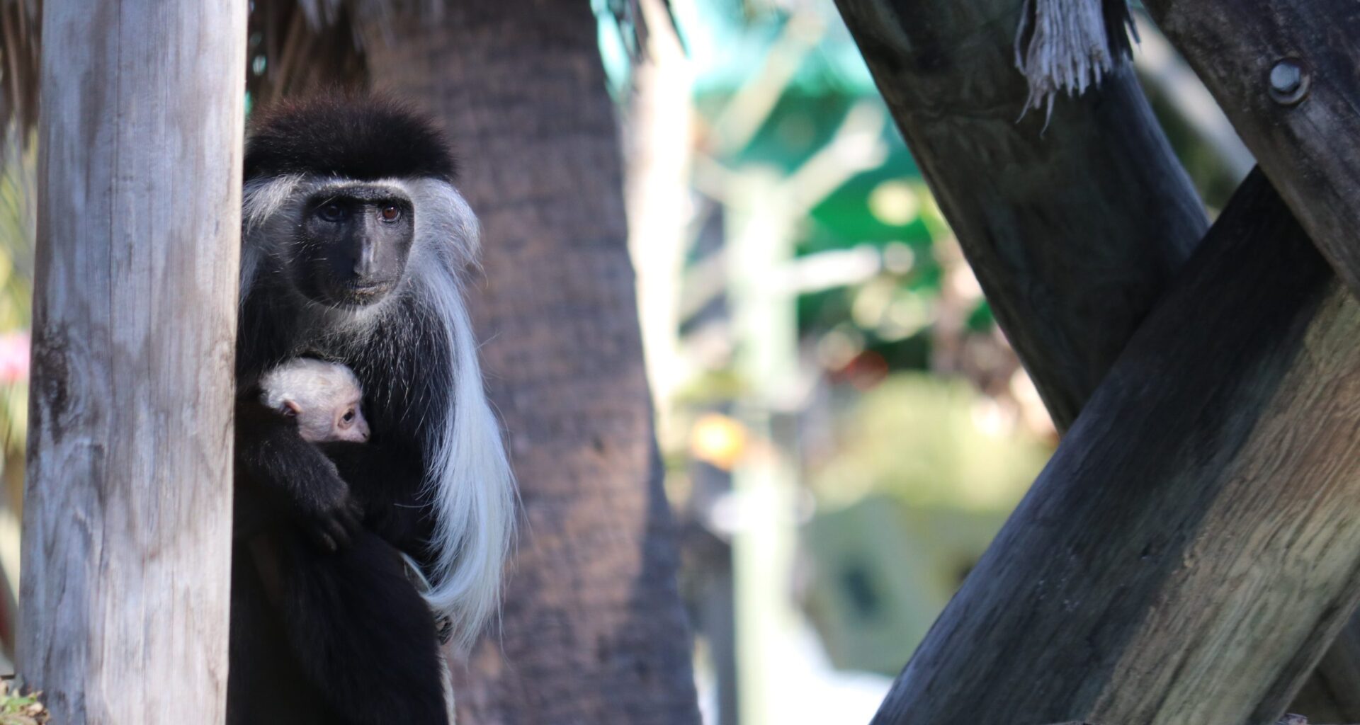 ZooTampa shares photos of the baby monkey born last weekend
