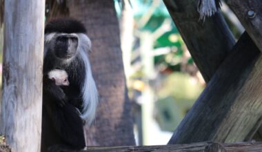 ZooTampa welcomes rare baby monkey