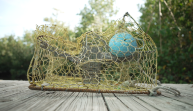 Commercial crabbers along Florida's Gulf Coast concerned about increase in damaged traps