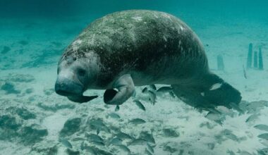 Guest commentary: Oppose protection roll-backs to ESA - SANIBEL-CAPTIVA