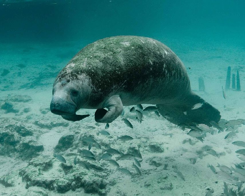 Guest commentary: Oppose protection roll-backs to ESA - SANIBEL-CAPTIVA