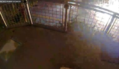 Surveillance video shows dramatic moment stolen Ferrari slams into Miami utility pole