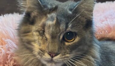 Shot, abandoned cat ‘Gracie' finds new home for the holidays