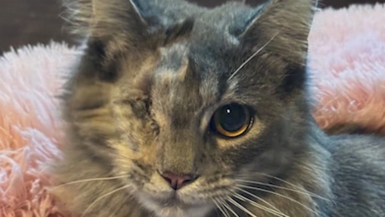 Shot, abandoned cat ‘Gracie' finds new home for the holidays