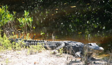 DDWS reports on refuge programming and more - SANIBEL-CAPTIVA