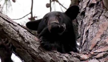 Florida bear hunt draws criticism from conservation group