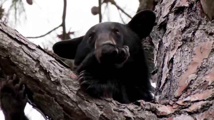 Florida bear hunt draws criticism from conservation group