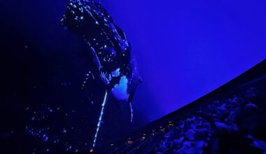 MOSI's giant dome screens a deep-sea experience next weekend