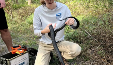 SCCF begins eastern indigo snake surveys - SANIBEL-CAPTIVA