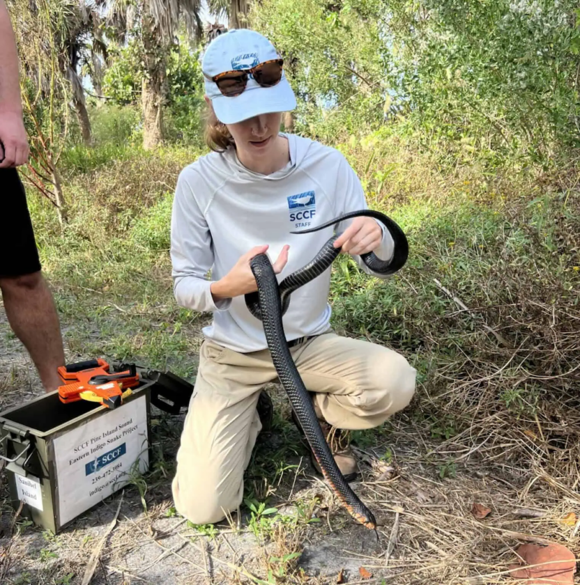 SCCF begins eastern indigo snake surveys - SANIBEL-CAPTIVA