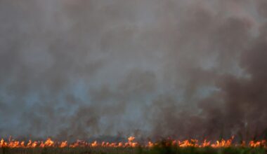 Florida agriculture official warns residents to prepare for wildfire risk – Orlando Sentinel