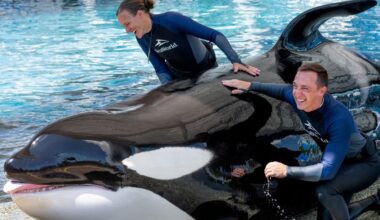 Beloved SeaWorld killer whale dies at 50, park says
