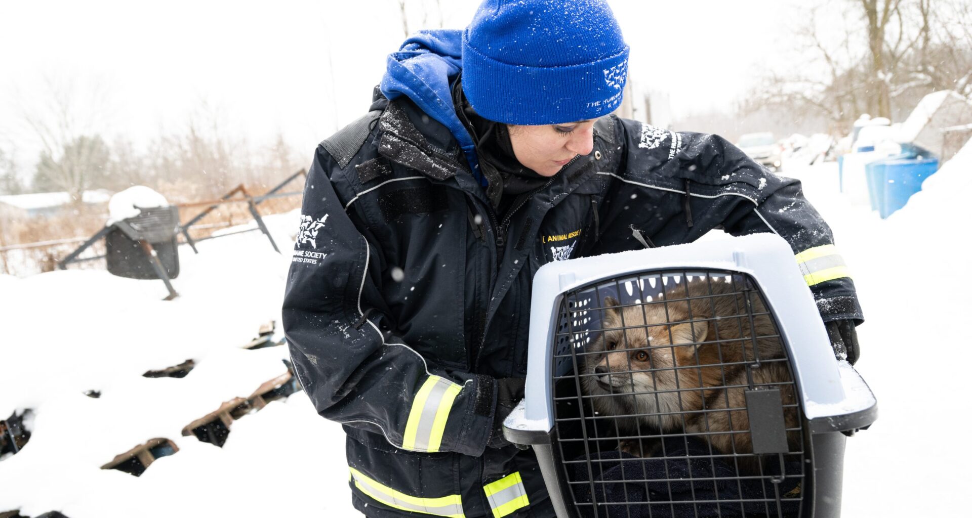 Photos: ZooTampa takes in foxes rescued from fur farm