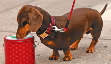 Camaraderie, classes & more: Dog Obedience Club trains canines — and owners