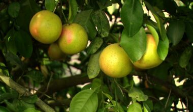 Florida citrus industry rebounds with new technology after years of decline