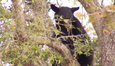 ‘Been very shady:’ FWC faces criticism over lack of transparency as bear hunt ends