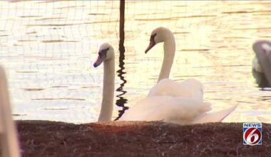 Investigation launched into swan deaths at Lake Eola Park in Orlando