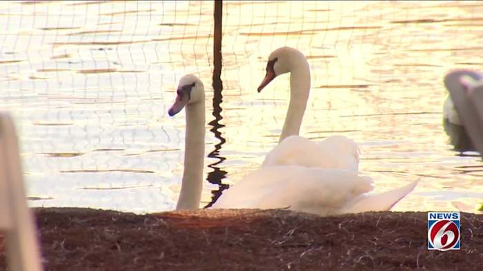 Investigation launched into swan deaths at Lake Eola Park in Orlando