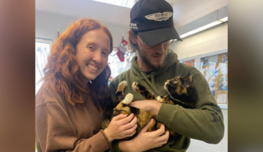 Woman drives to Lexington from Florida to reunite with microchipped cat after years apart